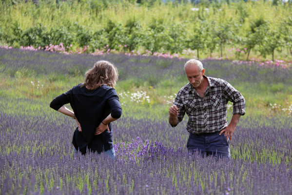 Walk through the lavender field