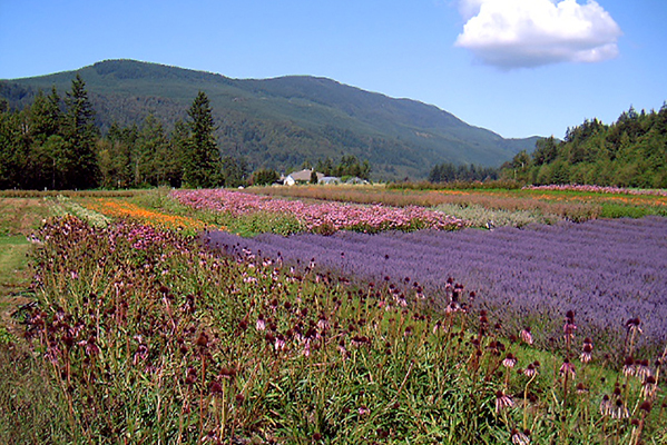 Our variety of botanicals