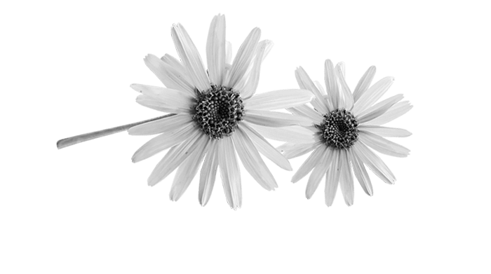 Arnica illustration