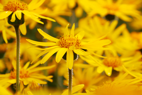 Arnica flower