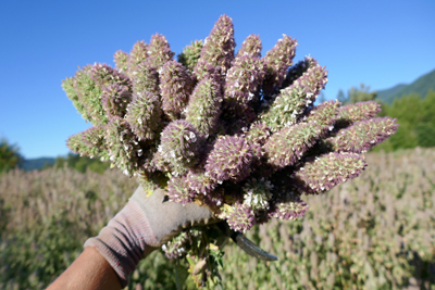 Cutting perfect catnip buds