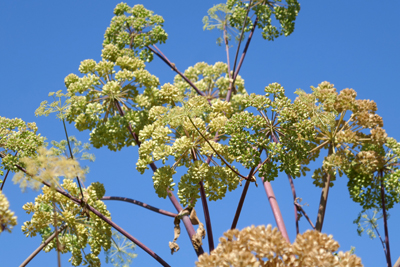 Big angelica plant