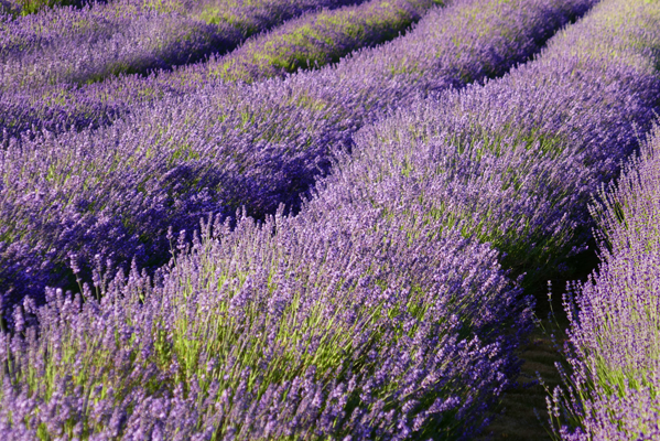 English lavender rows