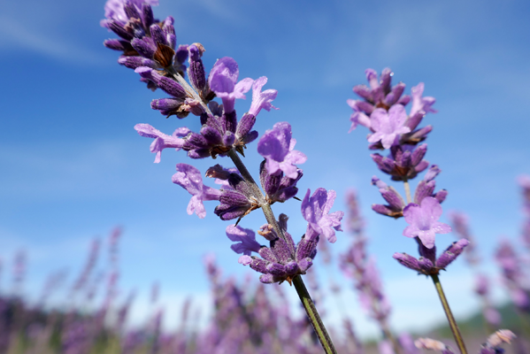 Lavender close-up