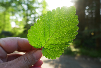 Big lemon balm leaf