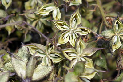 Burning Bush seeds