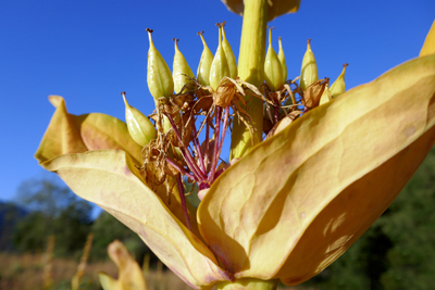 Yellow Gentian seed stand