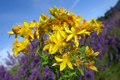 St. john's wort in full bloom