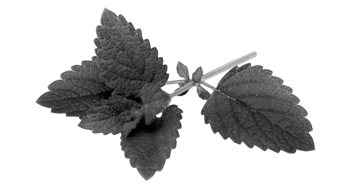 Lemon Balm illustration